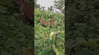 tiger spotted on Nilgiri's