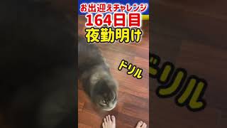 猫お出迎えチャレンジ164日目【夜勤明け】【メインクーン】