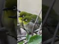 超ラブラブ♥メジロの羽繕い 野鳥 shorts birds 求愛 omsystem om1