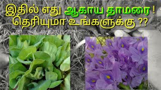 ஆகாய தாமரை vs வெங்காய தாமரை பற்றிய சுவாரசியமான தகவல்