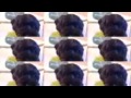 Florrie my dog Music Video-Lady Gaga Marry The Night