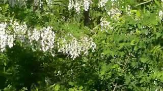 Japanese Clouded Apollo Butterfly Flies around Blooming Black Locust Tree ウスバアゲハ♂がニセアカシアの花の周りを探雌飛翔