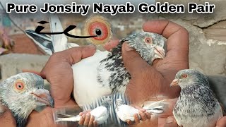 Nayaab Old Breed Pure Jonsiry Golden || Pigeons \u0026 Pets || نایاب پرانی نسل جونسرے گولڈن کبوتر