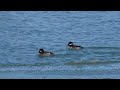 north american bufflehead ducks dive as they feed in an icy northern usa harbor on a winter day