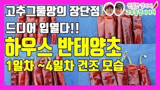 하우스 반태양초 곱게 말리는 꿀팁! 1일~4일차 모습공개해요^^ 고추그물망 장단점 밟힙니다?! #고추농사 (강원도 영월이래요)