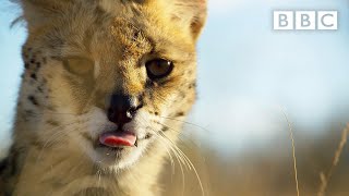 Planet Earth: A Celebration - a message from Sir David Attenborough @bbcearth - BBC