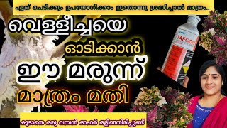 ഈ☝️ഒരു ഒറ്റമരുന്ന് മാത്രം മതി വെള്ളീച്ച, ഇലപേൻ,ഉറുമ്പ്.. എല്ലാം ഒറ്റയടിക്ക് നശിച്ചു പോകാൻ#planthubs