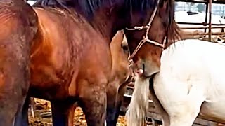 Horse Crossing | Horse Meeting | Horse Breeding |Factsfetch #horsemeeting #horsecrossing #factsfetch