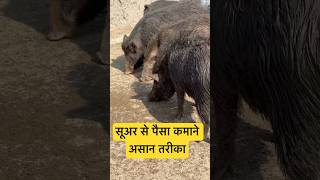 Pig Farming #shorts #viralvideo #freefire #mahakumbh2025 #funny @GrowthNextGen