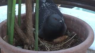 団地のベランダの植木鉢で、鳩のヒナが孵りました