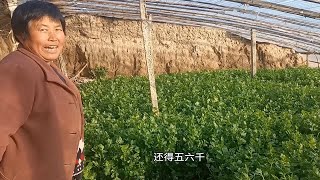 大棚山芹蔬菜丰收，3分半地山芹能挣多少钱？阿杜来一探究竟