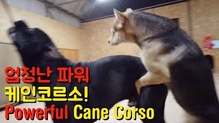 엄청난 파워 대형견 케인코르소 호두 진돗개 겨울이 줄다리기 터그 (Tug playing with Cane Corso) 마피아견 카네코르소