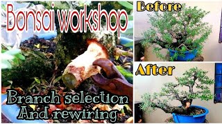 Bonsai workshop,(Bantigue) branch selection and rewiring