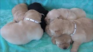 Labrador Retriever Puppies L3 week 2