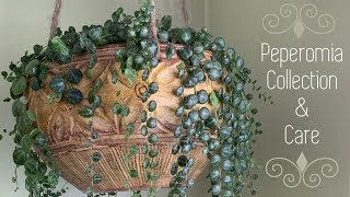 NEW AMAZING Peperomias |  Come see my HUGE Peperomia Collection | How to care for Peperomias