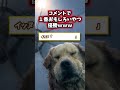 イッヌの動画見てニヤケたら負けwww 犬 犬のいる暮らし 動物 可愛い 癒し 2ch動物スレ 2ch