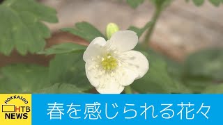 山の風景を再現した温室に春に咲く花々の展示会　札幌　百合が原緑のセンター