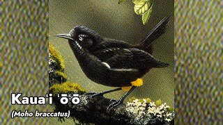 Cantos de Aves Extintas Nr. 14 - Kauaʻi ʻōʻō