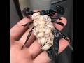 A Scorpion carrying her babies on her back 🦂 #shorts #viral