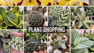 Plant shopping @ Mississauga Greenhouse ( cactus, ferns and more houseplants)