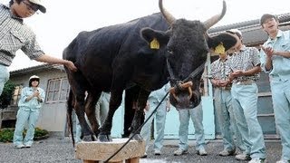 牛が碁盤にチョイ乗り　岡山の高校生が調教