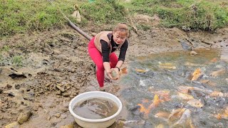 Top video: Harvesting fish, using a water pump to catch fish simply but effectively.