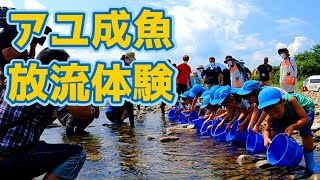 今日のあじがさわ 第26回～『赤石川・アユ成魚放流』編～ 2021.8.19.