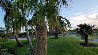 The Old Man Palm - Coccothrinax crinita, a Cuban Curiosity!