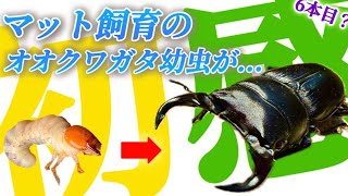 【クワガタ飼育】マットで育てたオオクワガタの幼虫が羽化！そのサイズと2年1化？