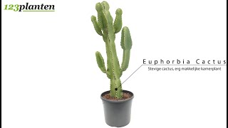 Euphorbia ingens