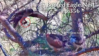 ep.356🦤Booted Eagle Nest／TODOS los Secretos Pollos Águila calzada @DIRECTO NATURA