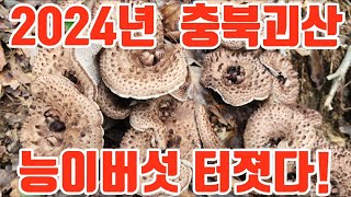 2024년 충북괴산 능이버섯 터졋다! 충북 능이 동향 !만발되기5일전 !! #송이버섯  #식용버섯 #독버섯