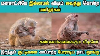 இறந்தும் குட்டிகளை காப்பாற்ற  போராடிய தாய் குரங்கு கண்ணீரை அடக்குபவர்கள் பாருங்க  | TAMIZH THAGAVAL