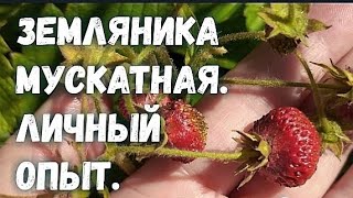 Земляника мускатная. Растёт и радует необычным вкусом.