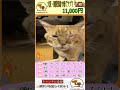 猫の大喜利第5回　画像でボケて利回答募集中🐪　フウ太がrakudaアプリ紹介