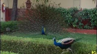 Dancing peacocks 🦚 at Taj Jai Mahal Palace Jaipur, Rajasthan  #short #shorts #youtubeshorts