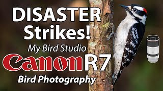 DISASTER Strikes my Bird Studio! Canon R7 Bird Photography!