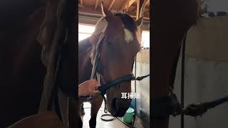 耳掃除される馬の恍惚🐴#horse #耳掃除