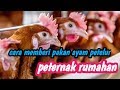 Cara Memberi Pakan Ayam Petelur Dengan Baik Dan Benar