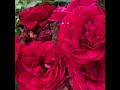 roses hybrid tea rose varieties