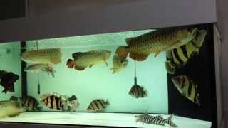 Arowana and Tiger Fish Comm Dec 2014