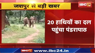 Jashpur Elephant Attack : 20 हाथियों का दल पहुंचा पंडरापाठ | फसल और 6 घरों को पहुंचाया नुकसान