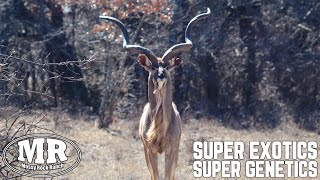 Super Exotics with Super Genetics! | Mossy Rock Ranch