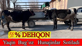 💯% DEHQON . Yaqin BUG’OZ HUNAJINLAR SOTILADI ☎️77-290-06-72 Dastafka Kelishiladi.