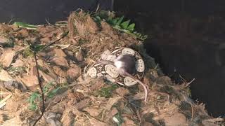 Live Feeding Juvenile Boa Constrictor