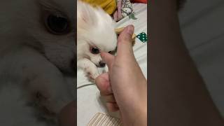 【布丁甜甜】當你失戀 卻有人想跟你玩摔角！#shorts #pomeranian #dog #狗狗 #博美犬 #失戀 #摔角