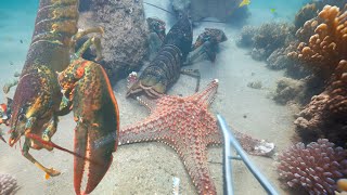 Diving to catch seafood, lobster, shrimp, sea cucumber, fish - Relaxing under the sea December 30