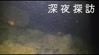 【八丈島・神湊港】夜の八丈～テリエビスを添えて～【水中映像で学ぶ釣り】