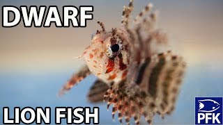 HOW TO KEEP A DWARF LIONFISH