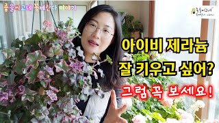 @Pelargonium #lvyleavedGeranium 아이비 제라늄 잘 키우고 싶은 분들!  그럼 꼭 보세요.